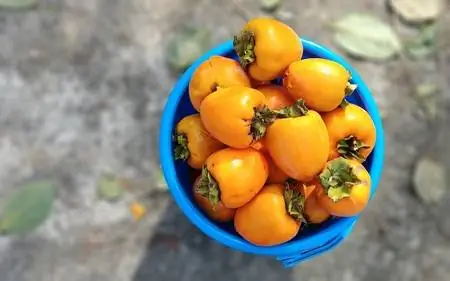 хаки