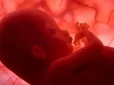 Календарь беременности: с 17 по 20 неделю