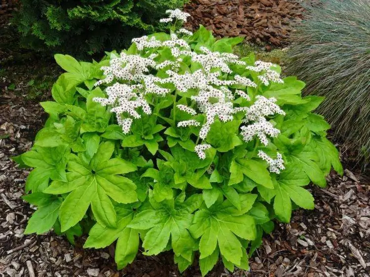 почвопокровное многолетнее растение -Mukdenia rossii karasuba-rosette-green-leaves-нежные-белые-цветы почвопокровное многолетнее растение -Mukdenia rossii karasuba-rosette-green-leaves-нежные-белые-цветы