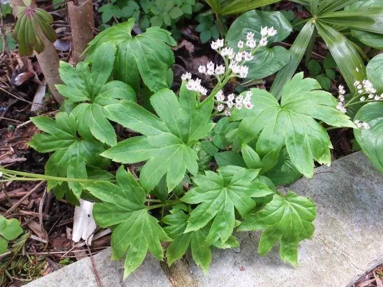 многолетнее почвопокровное растение -Mukdenia rossii Karasuba-palmate-green-leaves-white-flowers многолетнее почвопокровное растение -Mukdenia rossii Karasuba-palmate-green-leaves-white-flowers