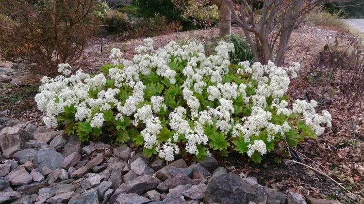 почвопокровное многолетнее - Mukdenia rossii Karasuba -similar-flowers-bergénia почвопокровное многолетнее - Mukdenia rossii Karasuba -similar-flowers-bergénia