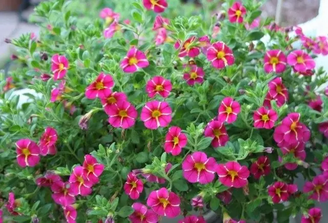 балконные растения Calibrachoa-мало претенциозные балконные растения Calibrachoa-мало претенциозные