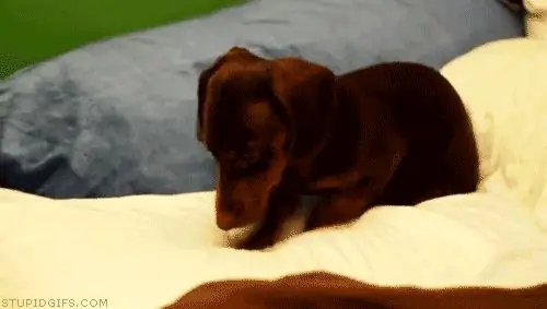 большой большой