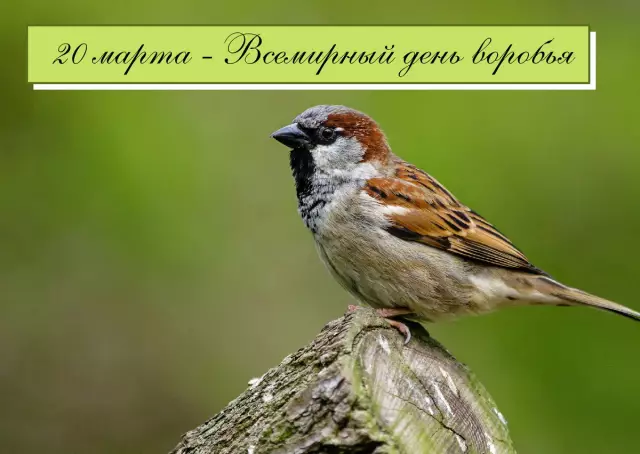 Всемирный день голоса: как вы позаботитесь об этом?
