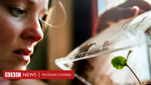 Могут ли растения общаться?