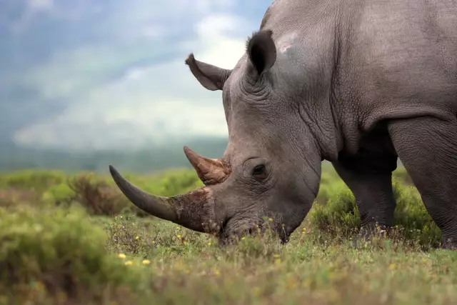 World Of Animals запускает Rhino Week, чтобы помочь бороться с незаконным браконьерством