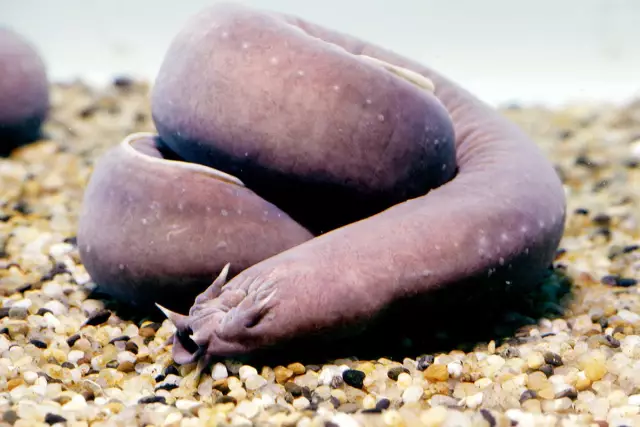 5 главных фактов: Hagfish
