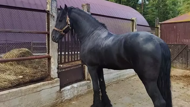 Принц Фриз и Мейбл Висс нарушают молчание за несколько дней до свадьбы