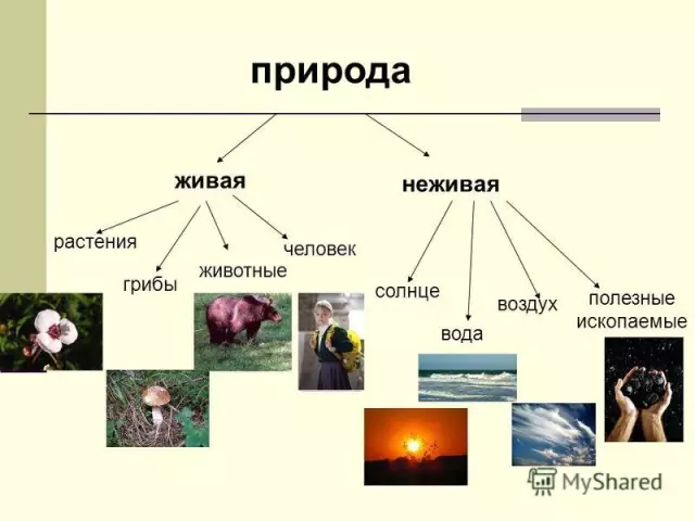 Наука о рождении девственницы