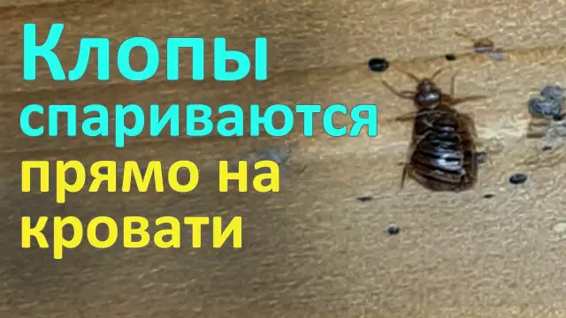 Наблюдайте за Гектором, невероятным роботом-палочком, в действии